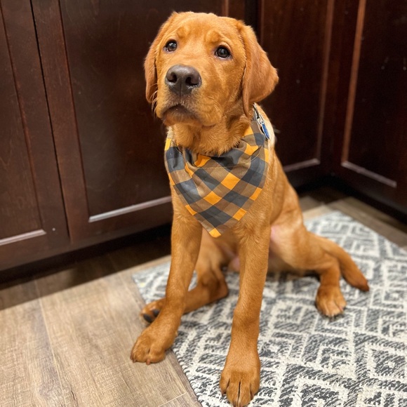 Knits & Knacks Other - Orange Plaid Autumn Dog Bandana
